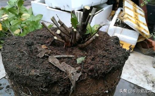 养花该怎么修剪花根,养花新手修剪步骤图解