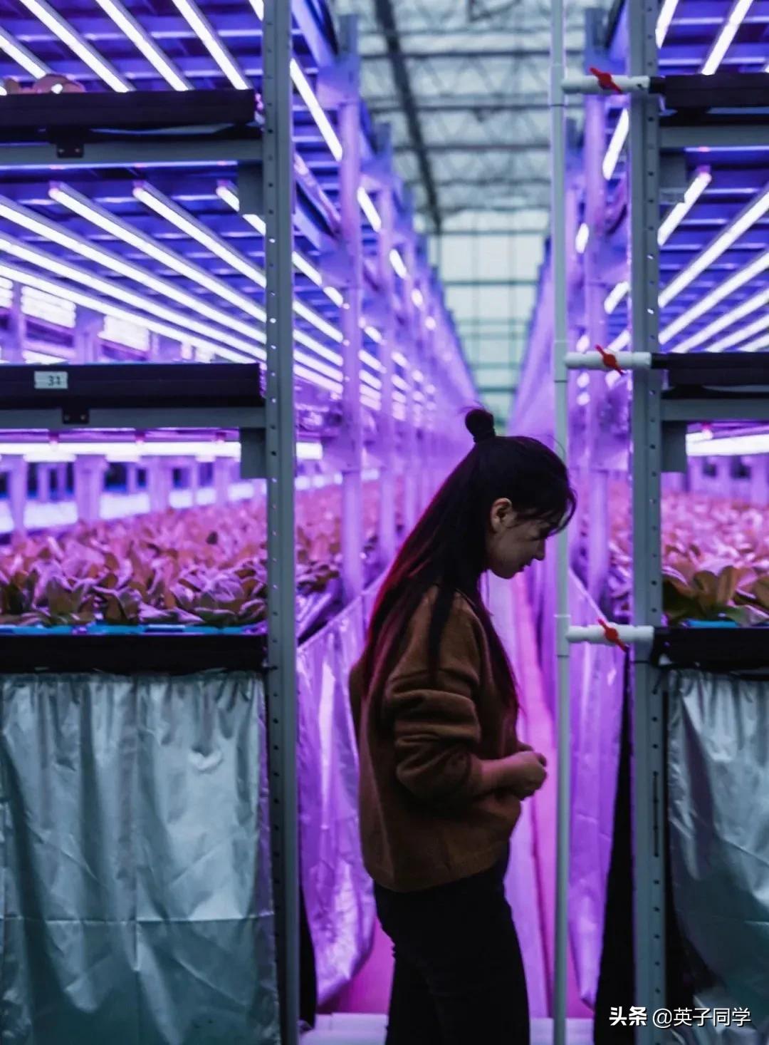 南昌生态谷智慧农场采摘,南昌亲子采摘踏青