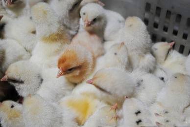 家禽得了鹅口疮病,消除霉菌感染是关键