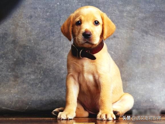 拉布拉多犬训练大小便,拉布拉多拉尿训练方法