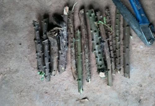 真正的害虫是什么,十大最常见的害虫排名