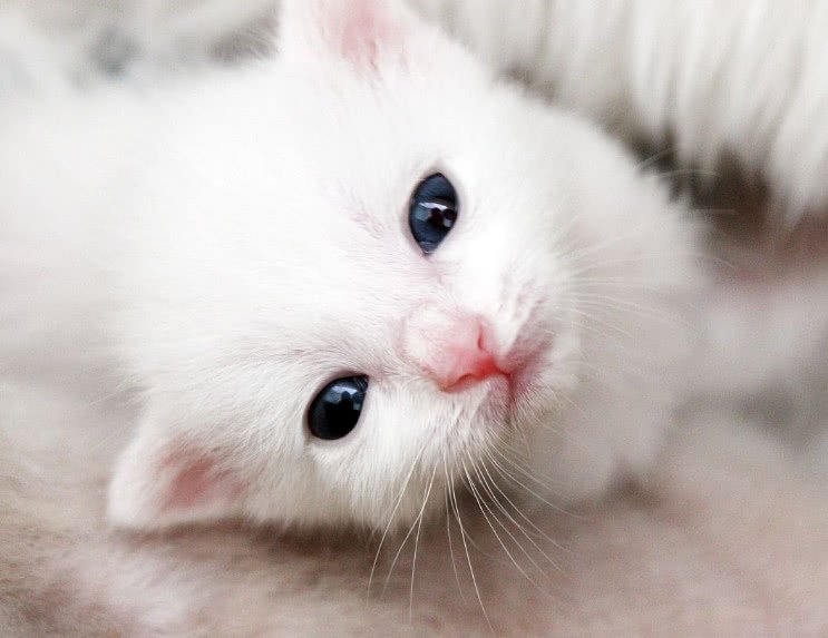 怎样消除猫咪对狗狗的恐惧呢,怎么平衡猫咪和狗狗的关系