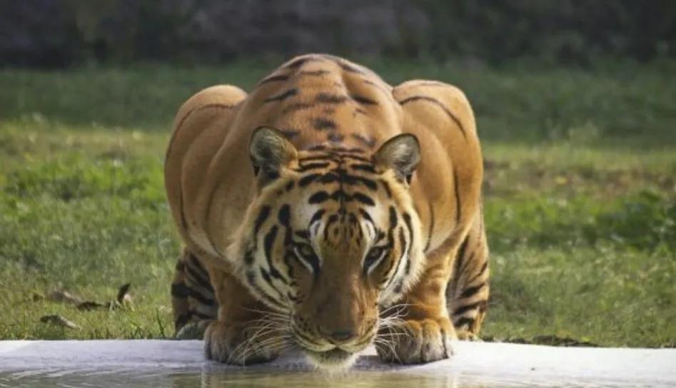 东北虎下山进村伤人老虎被鹅咬,东北虎下山进村伤人最后怎么样了