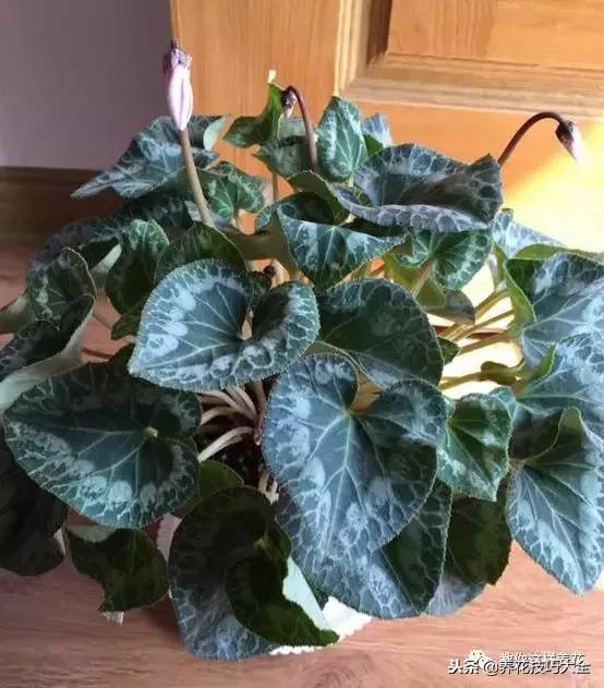 杜鹃花死了能活多久,快死的杜鹃花还能救活吗