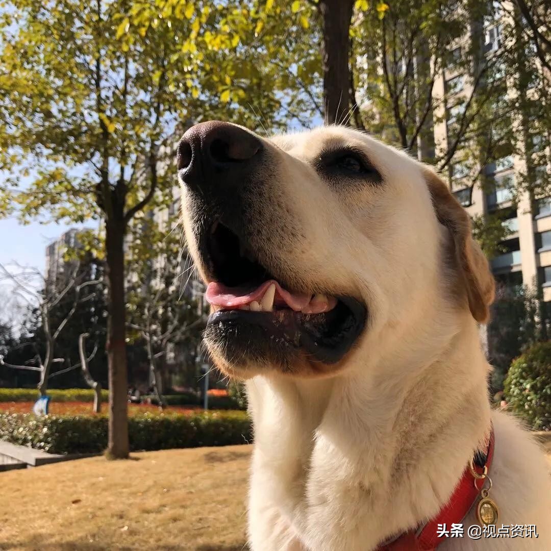 彩色的梦粉笔艺术字,彩色的梦语文课