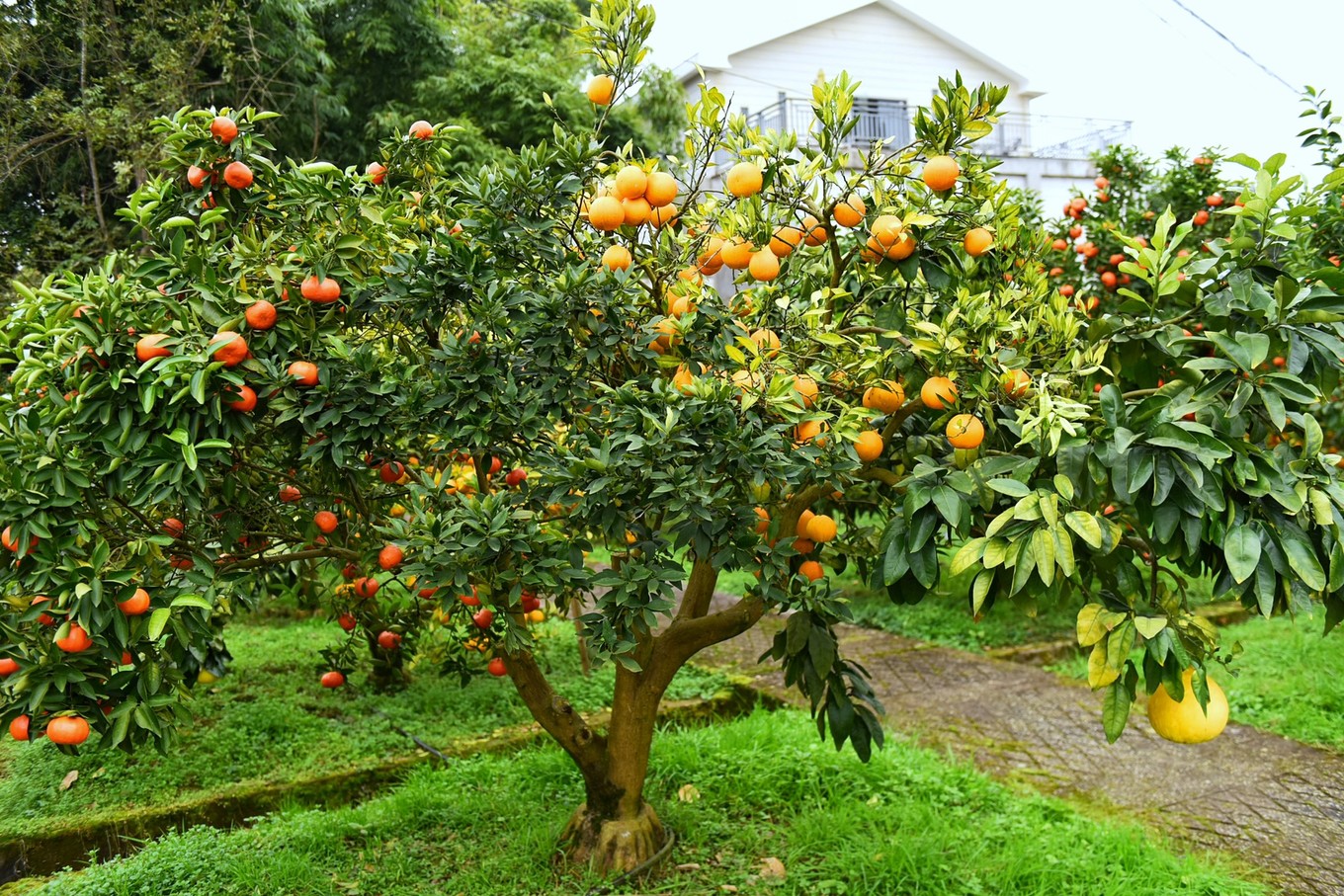 重庆市忠县柑橘园,柑橘之乡忠县
