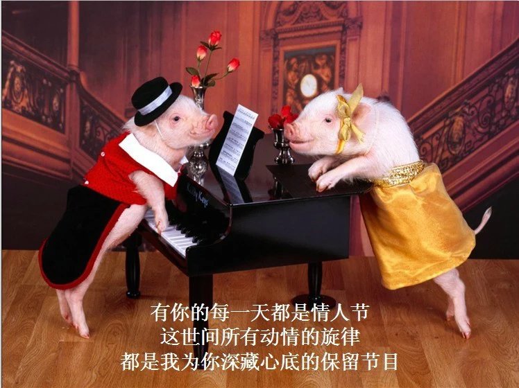 我只想说声爱你,只想再爱你一次