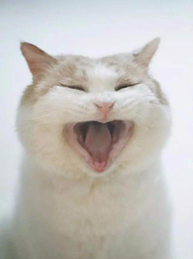 猫猫口炎是什么导致的,猫猫口炎反反复复怎么办