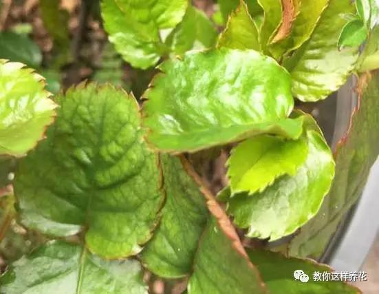 叶子有很多黄色圆圈是什么病,叶子起黄色斑点是缺什么