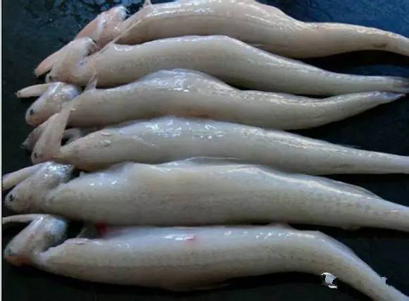 中国海鲜河鲜,市场河鲜海鲜种类大全