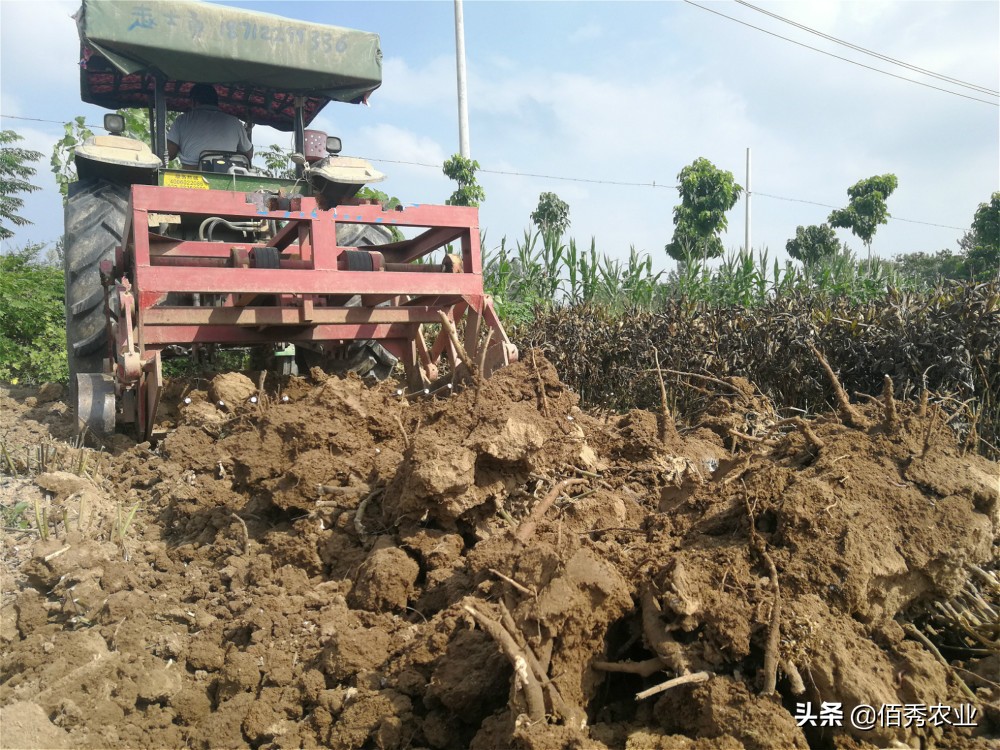 4个项目适合农村致富,农村冷门又赚钱的行业