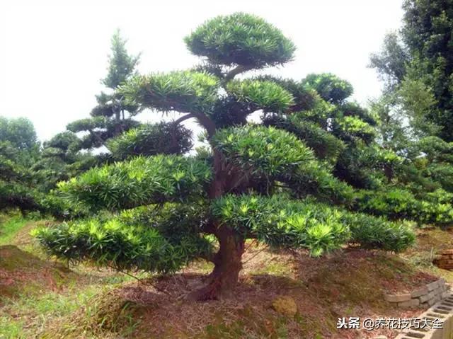 常见小区绿化100种植物图片,常见的水生植物有哪些种