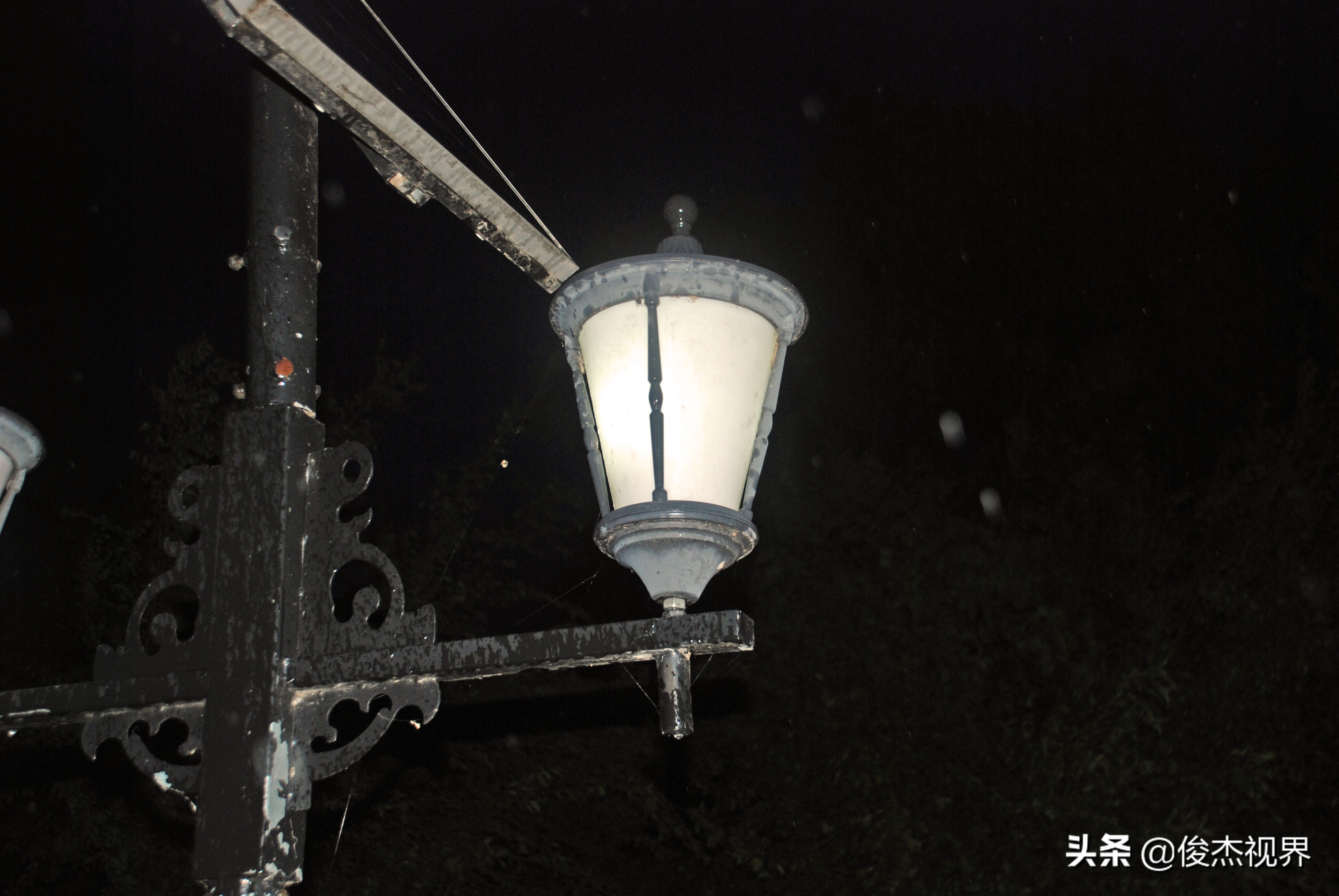 夜游遇见黄玫瑰（原创）