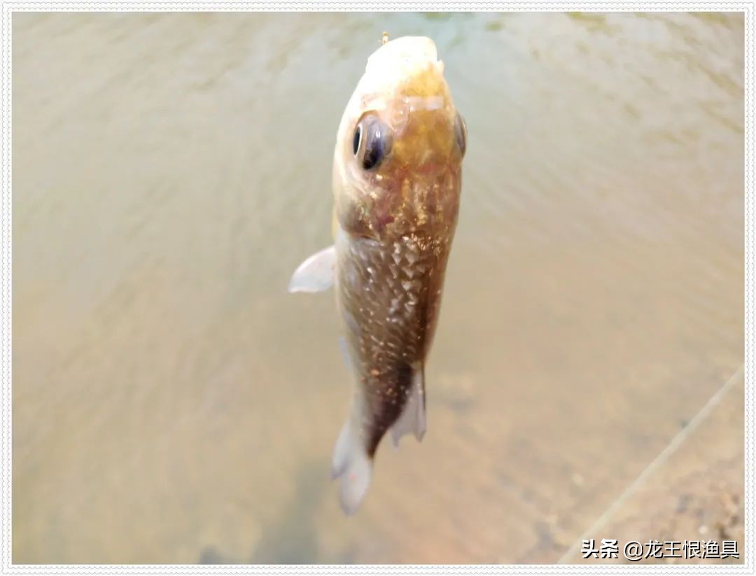 天鲫腥香评测,天鲫通杀钓鲫鱼