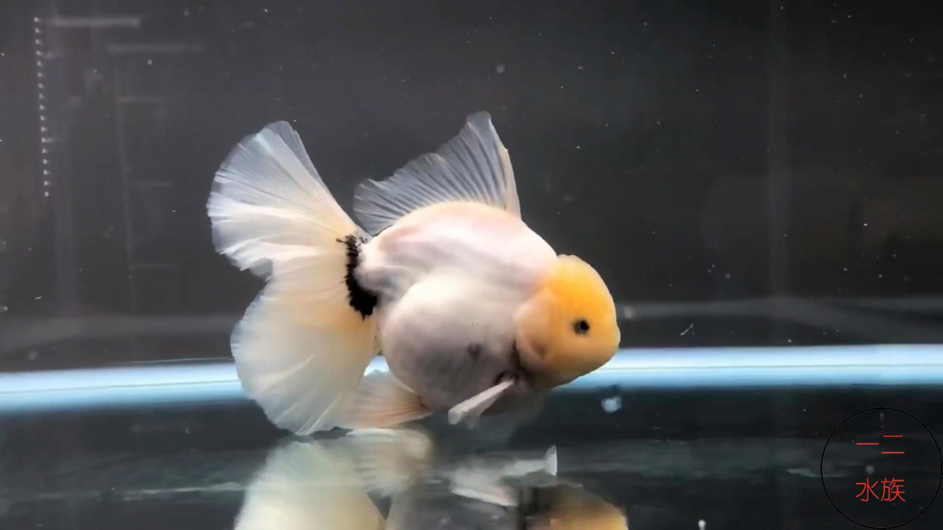 金鱼不能跟乌龟一起养吗,金鱼不能和野生鱼一起养吗