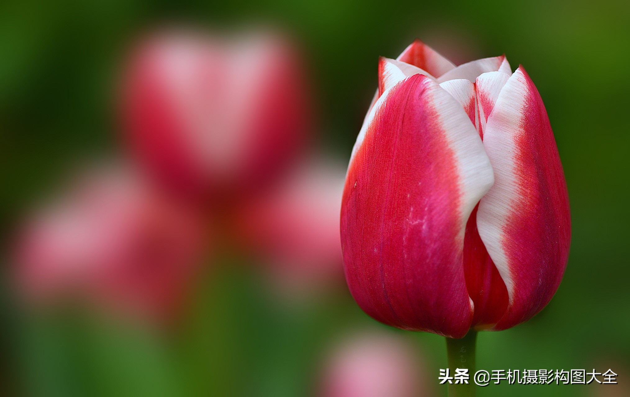 24-70拍人像使用技巧,24种手机拍摄技巧图片