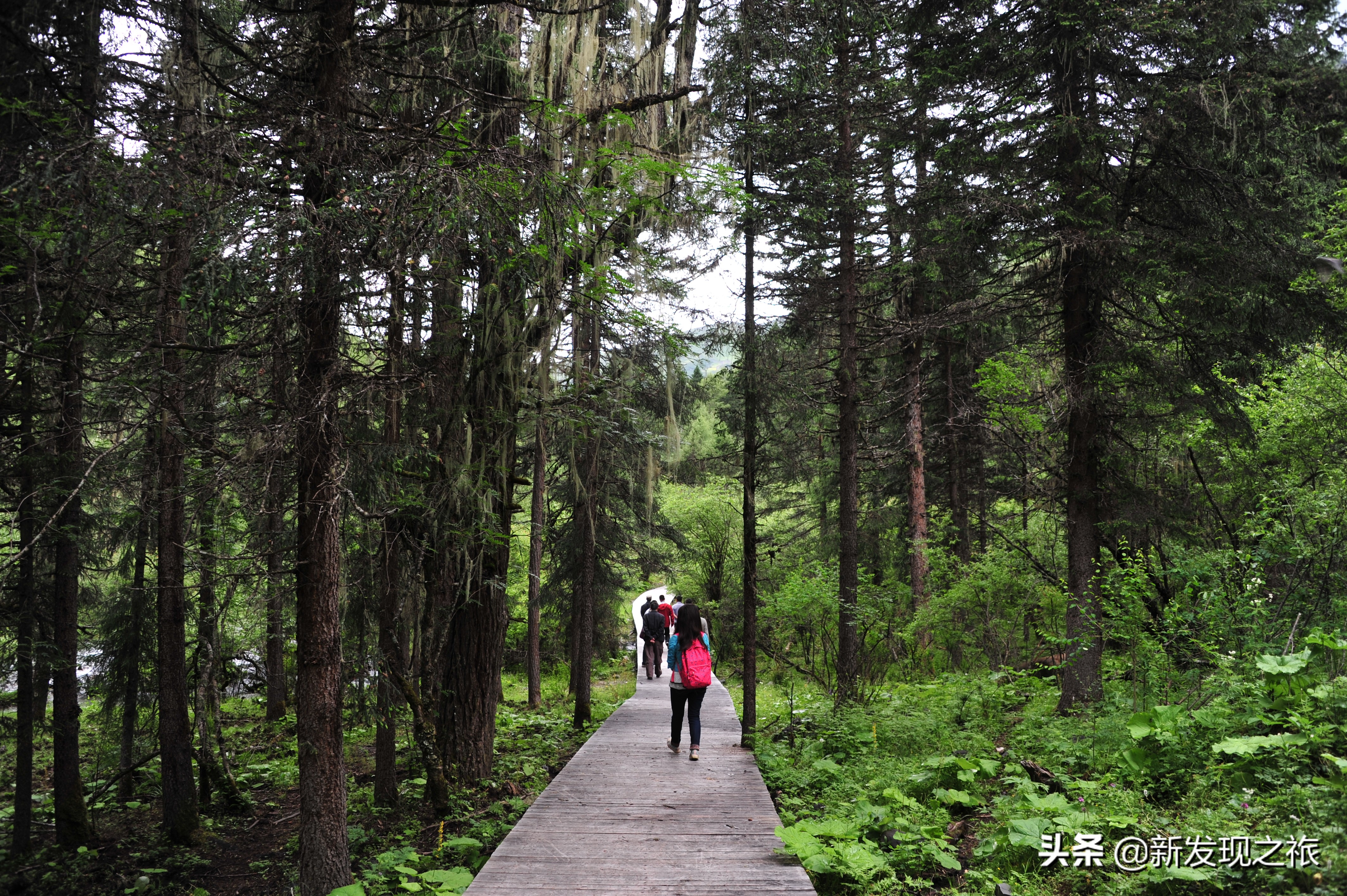 西藏松萝介绍,西藏松萝有什么药用