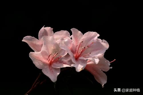 南方植物杜鹃,最容易养的植物杜鹃