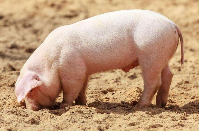 猪瘟是什么症状,养殖技术防治猪瘟疫情视频