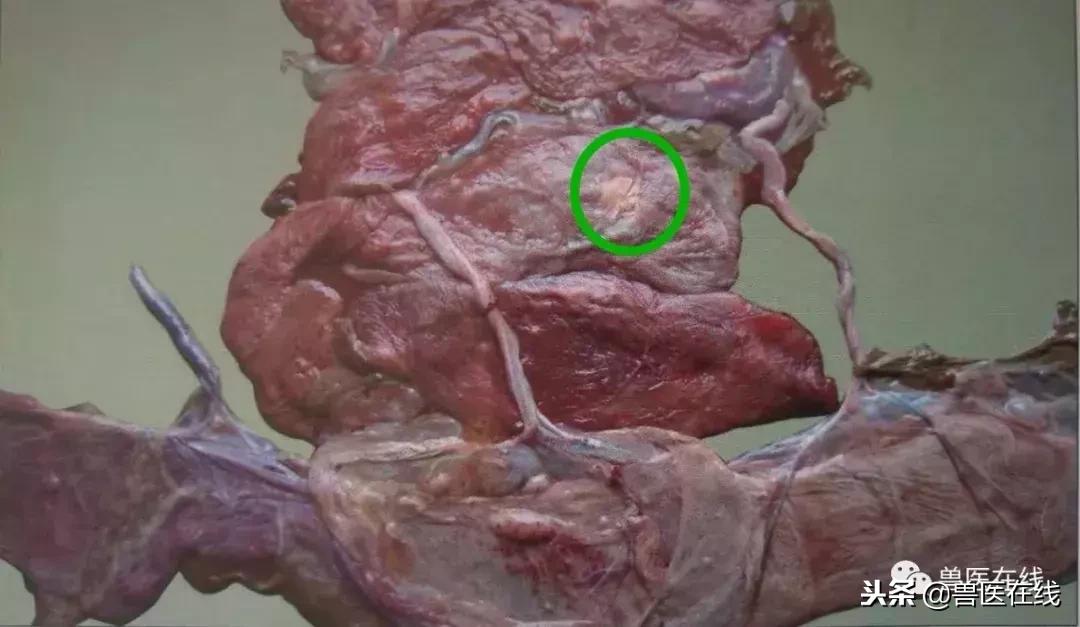 母猪胎衣怎么看病情,如何通过猪胎衣判断疾病