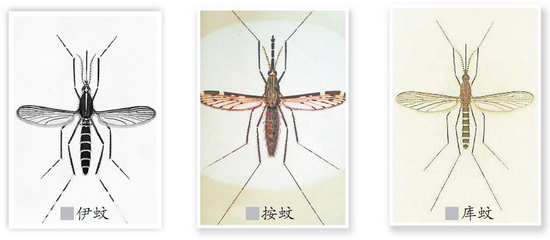 家里有小蚊子灭蚊方法,最近蚊子很猖狂