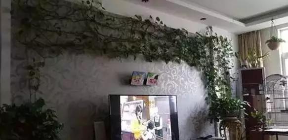 绿萝怎么样做才能好看呢,绿萝如何造型比较好看