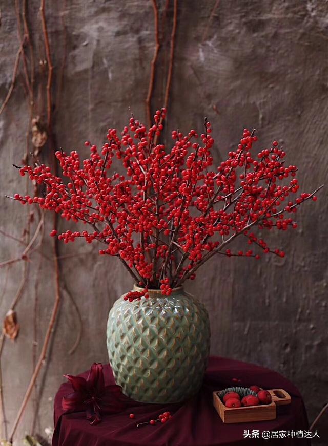 北美冬青开花图片,北美冬青的叶子