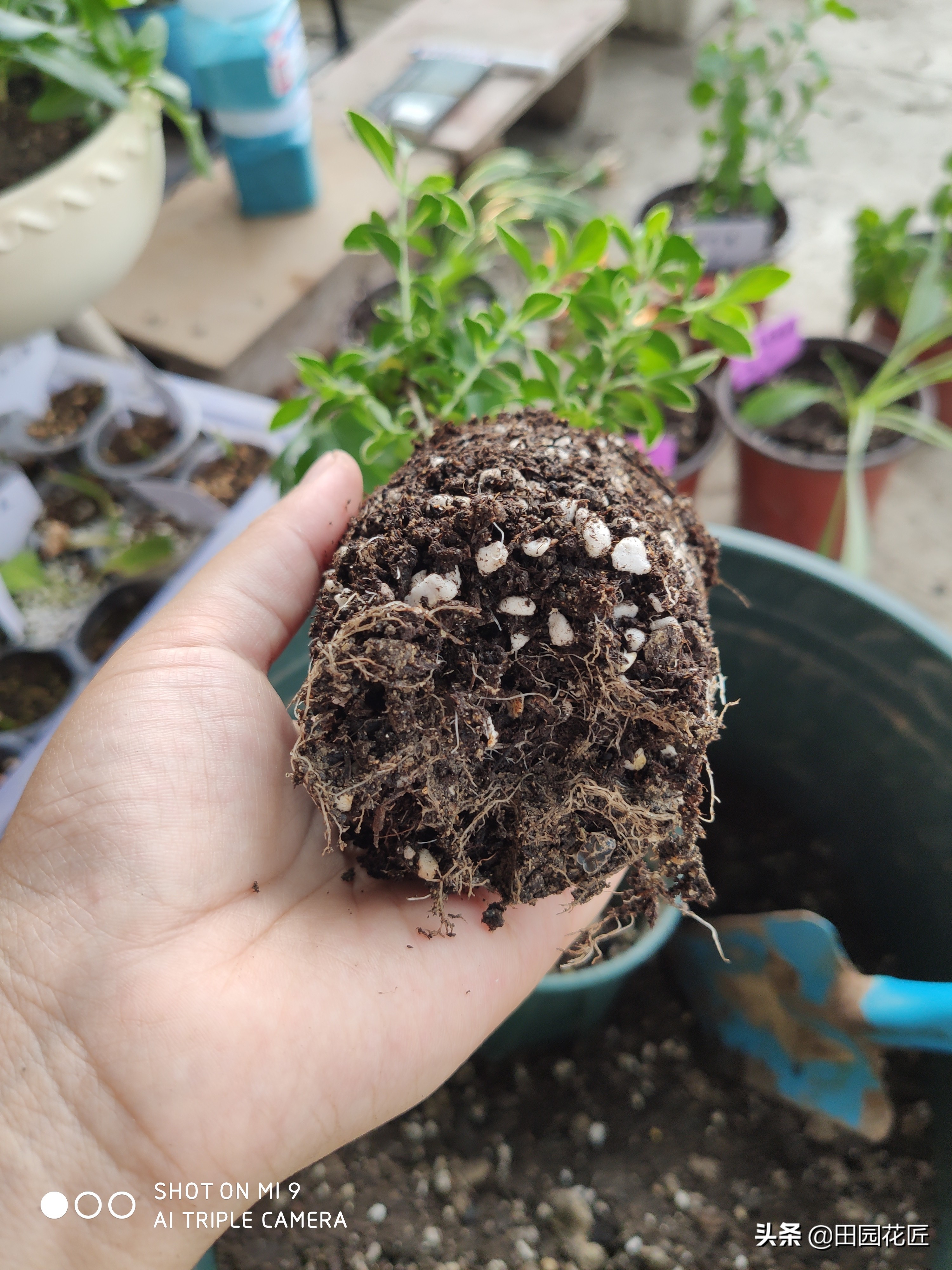 六月雪，黄叶、黑叶、落叶？养护注意这几点，枝繁叶茂不再落叶