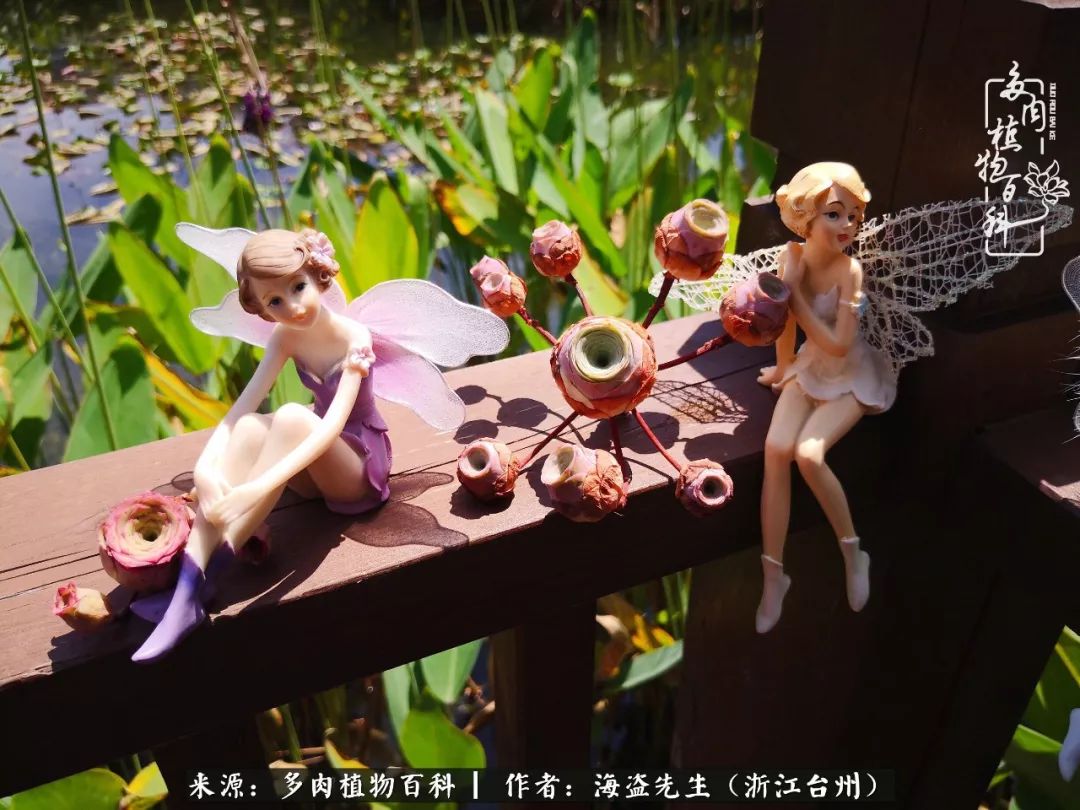 多肉玫瑰怎么才能出状态,多肉山地玫瑰唤醒方法