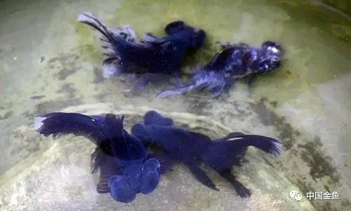 西安哪里有野生金鱼,消失的金鱼品种