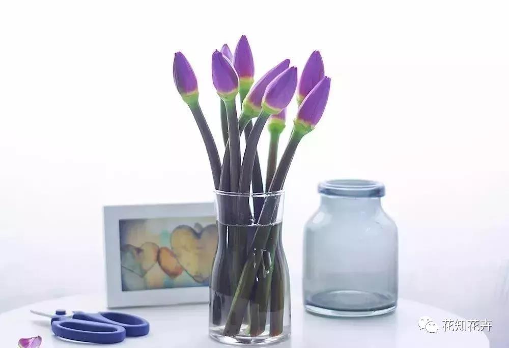 睡莲养护教程,睡莲养护方法教程视频全集