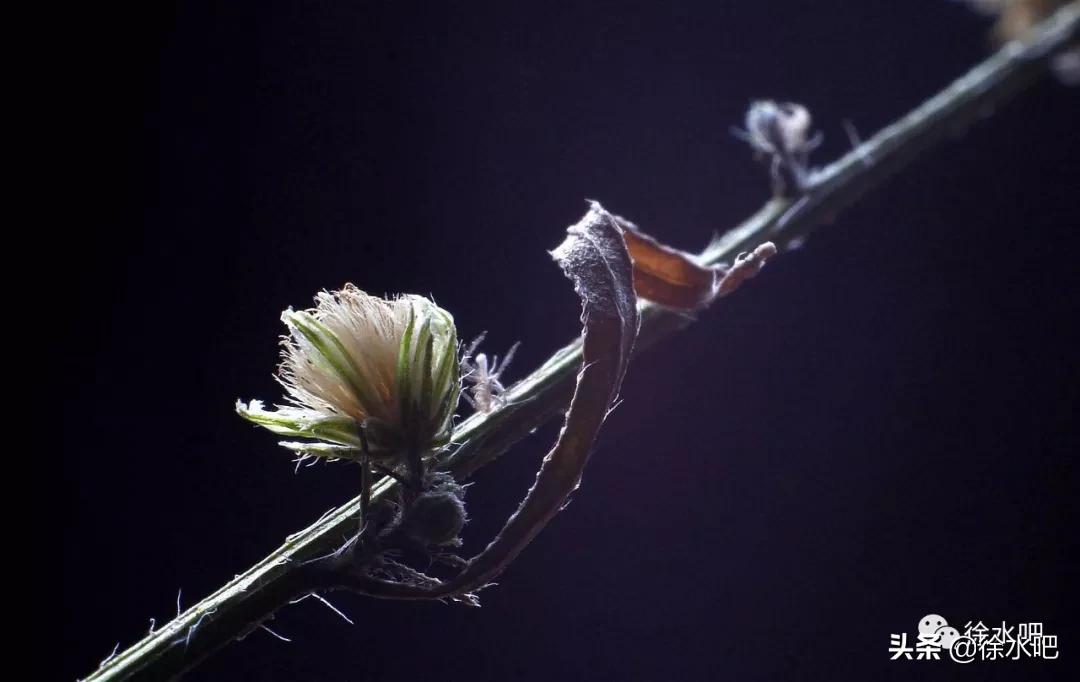 「徐水映像」换个角度看保定徐水,美