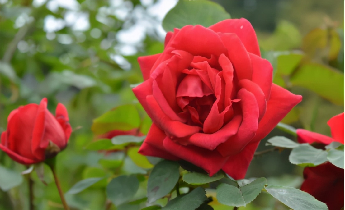 李子柒的院子都种的啥,李子柒推荐的三种花