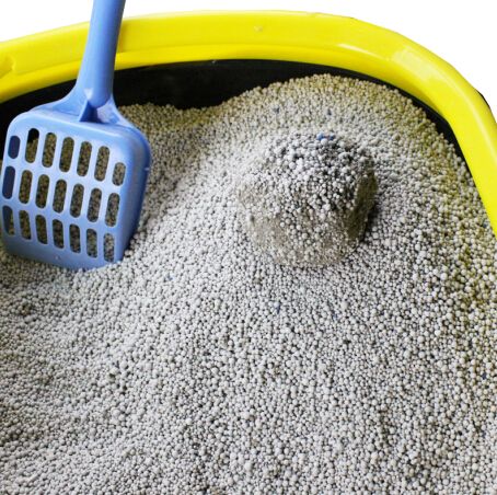 猫咪半夜老是叫怎么回事,猫咪很吵叫不停怎么办