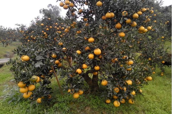 丑橘的食用方法,如何做到丑橘里是沙糖桔