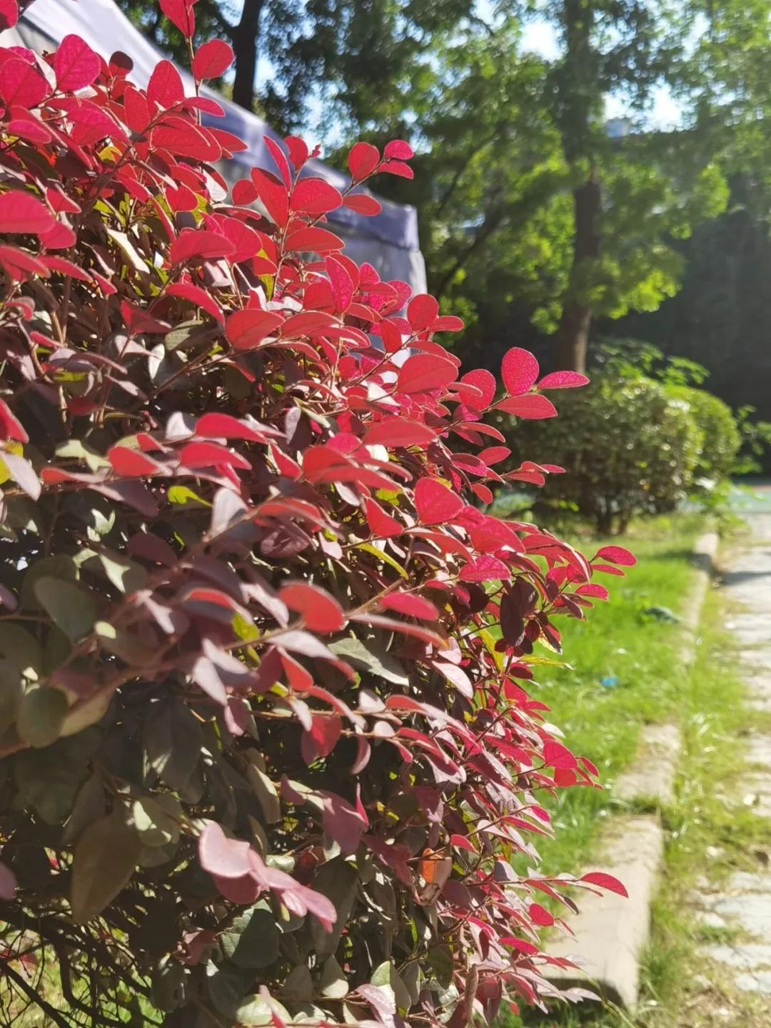 秋天你好吗,秋天你好