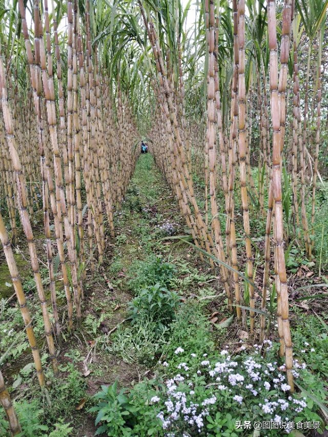 重庆江津中坝岛正宗甘蔗红糖,甘蔗中坝岛视频