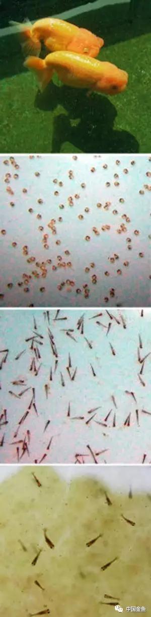 金鱼要配对繁殖吗多久可以繁殖,家庭养殖的草金鱼能自然繁殖吗