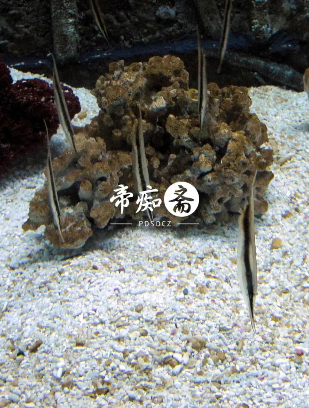 海底世界大战视频大全,富国海底世界海狮表演