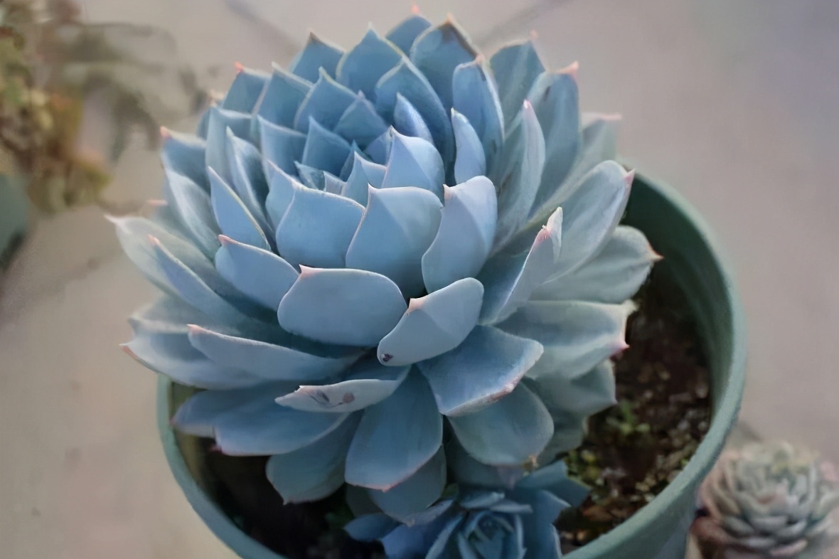 10种多肉天生爱徒长，不能“宠”着养，虐一虐才漂亮