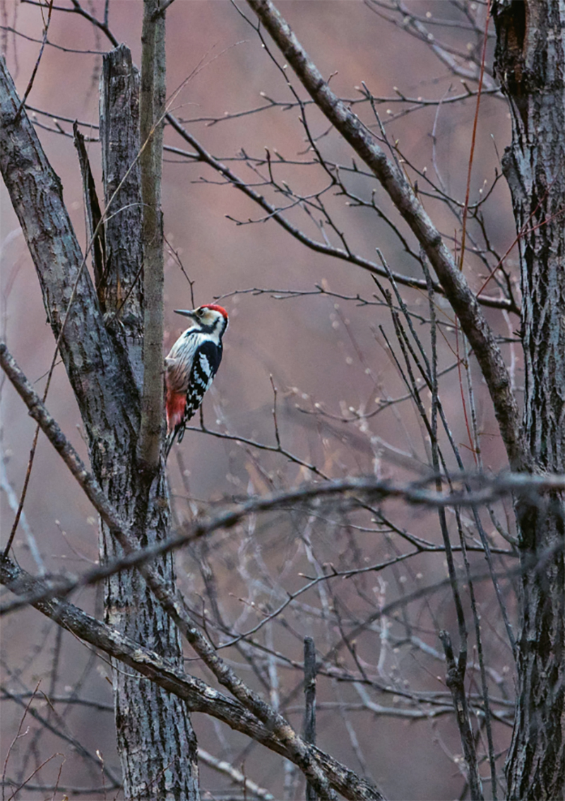 林草科普宣传视频,林草科普中国牧草植物