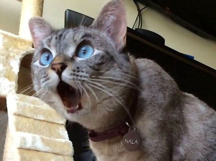 如何让胆小的猫咪喜欢上你,怎么让一只胆小的猫咪胆子变大