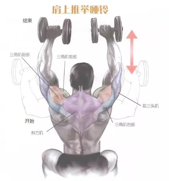 肩部肌肉训练有什么用,肩部训练肌肉线条的美感