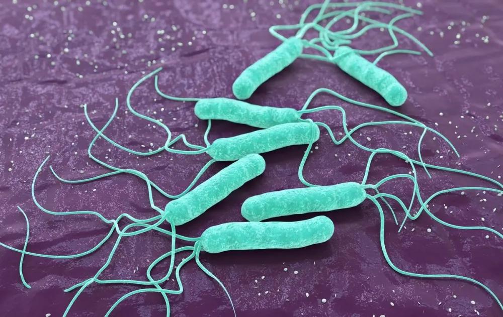 从抵抗细菌到对抗病毒：小小益生菌，拥有大力量