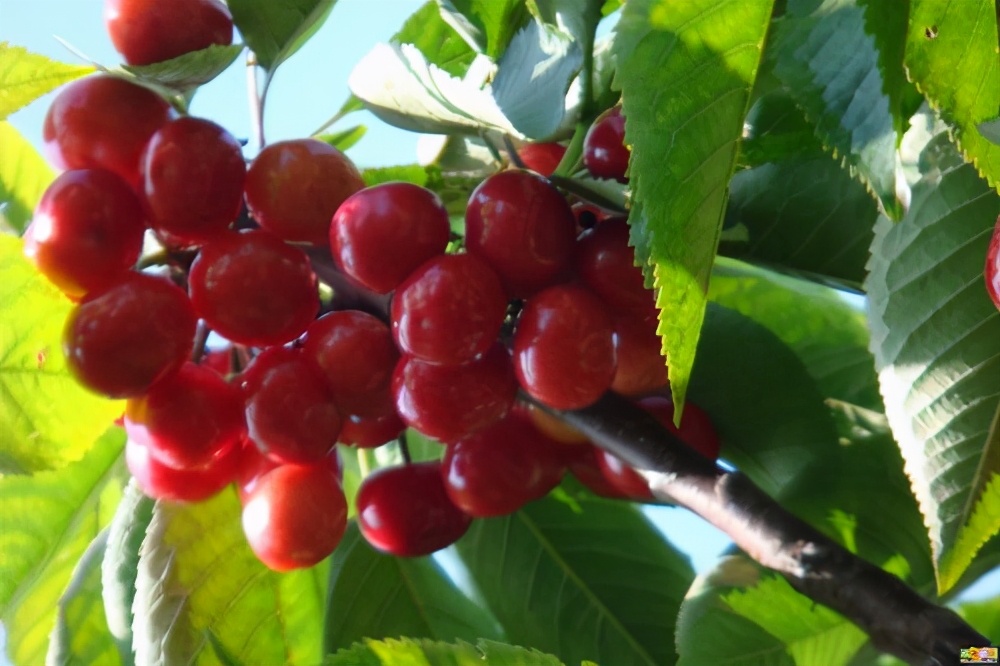 平度水果萝卜,平度十大名吃特产水果