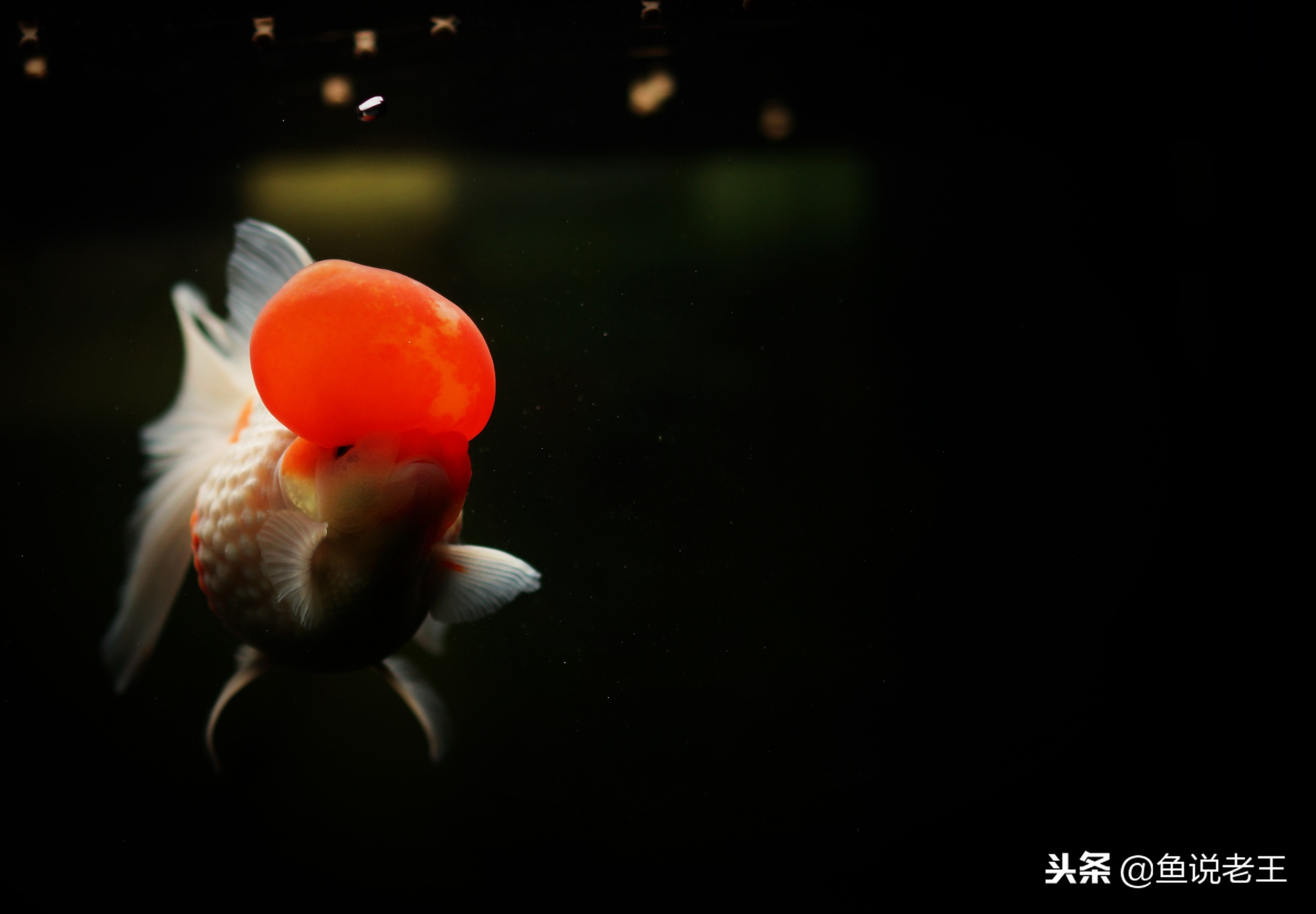 预防鱼儿生病怎么下药,如何急救生病的鱼