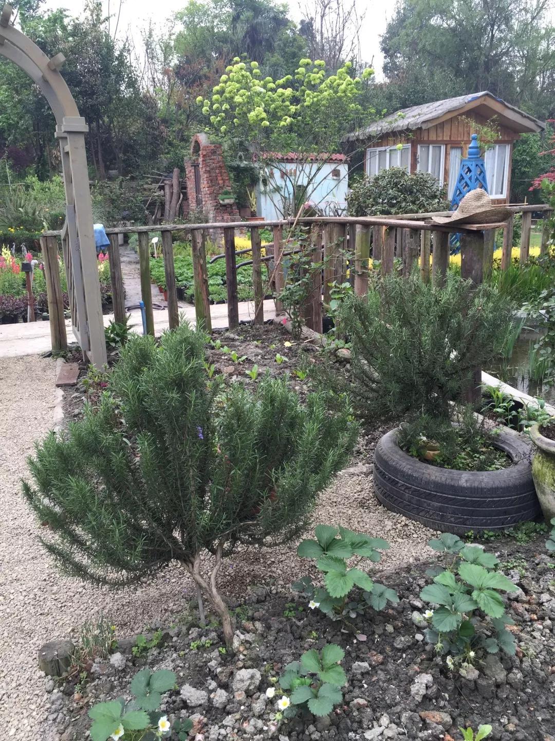 建一座完全不打药的生态花园,所有生命在这里和谐共处,值得收藏