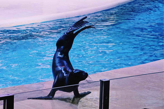 珠海长隆海洋王国官网预约,珠海长隆海洋王国英语介绍