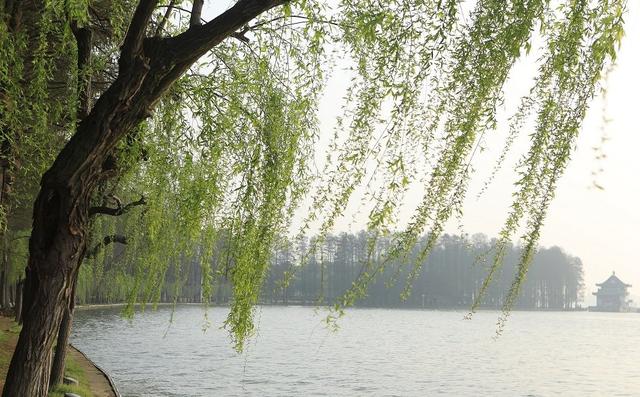 描写春天的好句子摘抄10个字,写春天的优美语段好句子摘抄