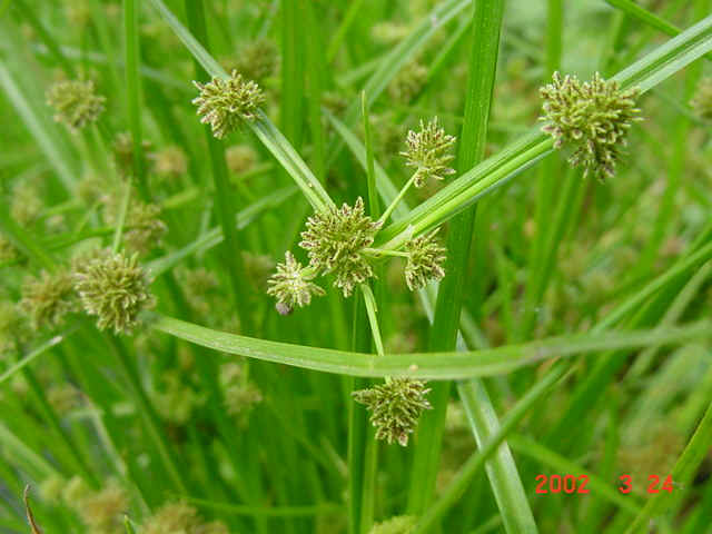 一招教你读会生僻字,生僻字的正确读法和注意事项